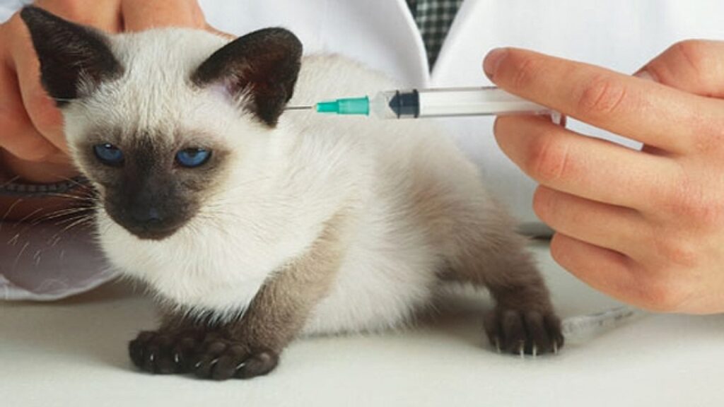 Cea mai mare hartă genetică a cancerului la pisici deschide calea către tratamente comune cu cele pentru oameni