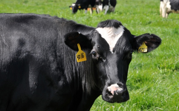 Noua Zeelandă, liderul mondial al lactatelor. Țara are de două ori mai multe vaci decât oameni