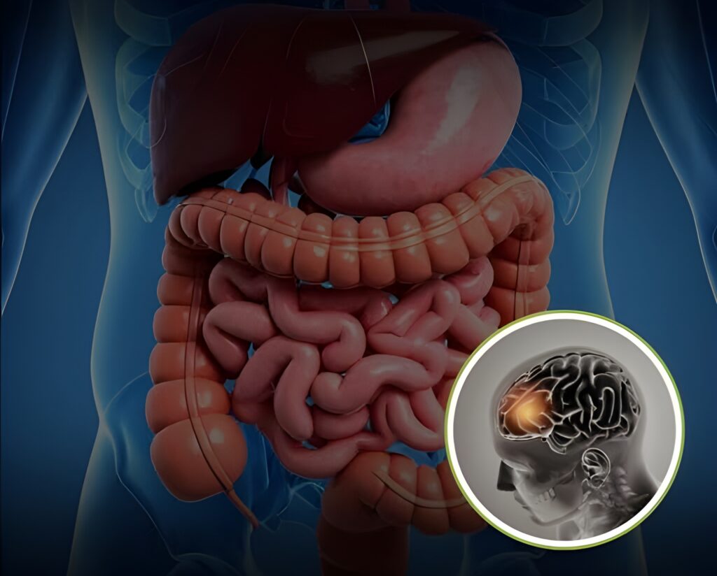 Microbiomul intestinal influențează memoria. Un studiu arată cum poate fi restabilit