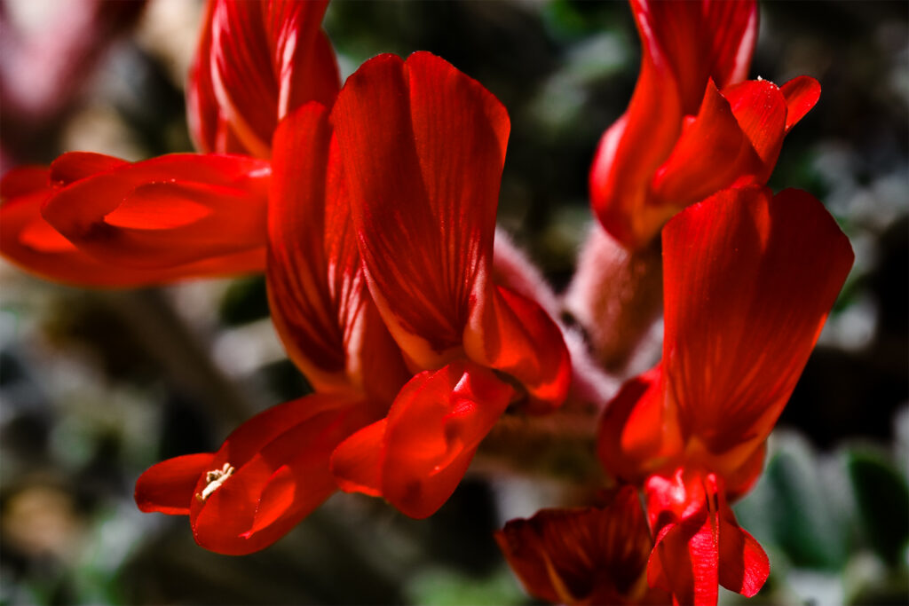 O floare sălbatică a supraviețuit celei mai grave secete din California. Este primul proces de adaptare genetică rapidă documentat ȋn natură