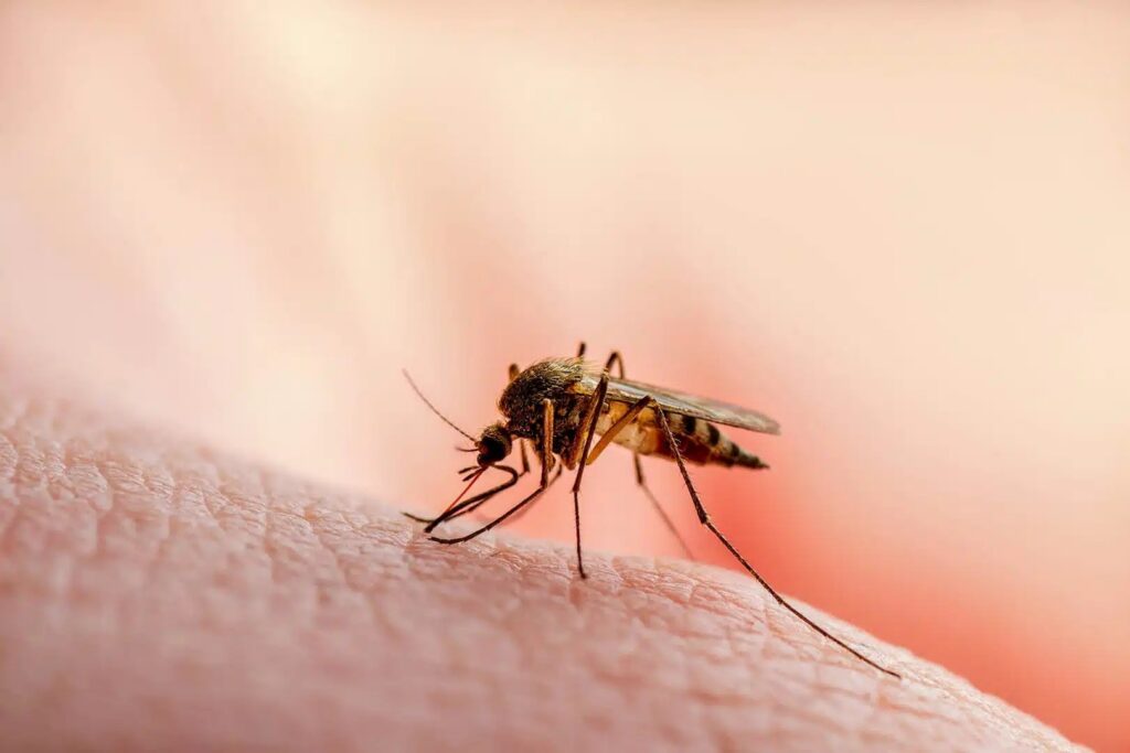 Malaria în România. Ministrul Sănătății anunță: „Au fost confirmate trei cazuri suspecte”