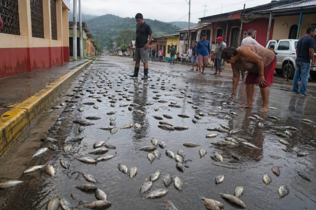 Ploaia de pești din Honduras: explicația științifică a fenomenului