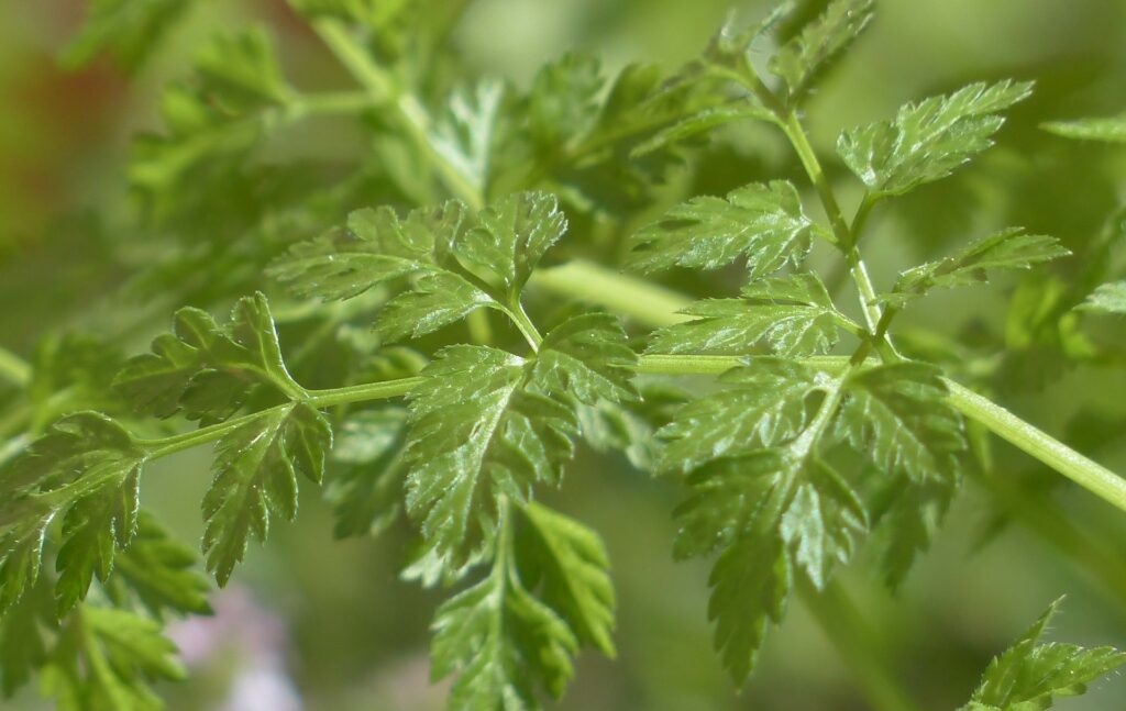 Hasmațuchi, ingredientul fin ideal pentru un stil de viață sănătos. De ce să-l incluzi în dieta ta