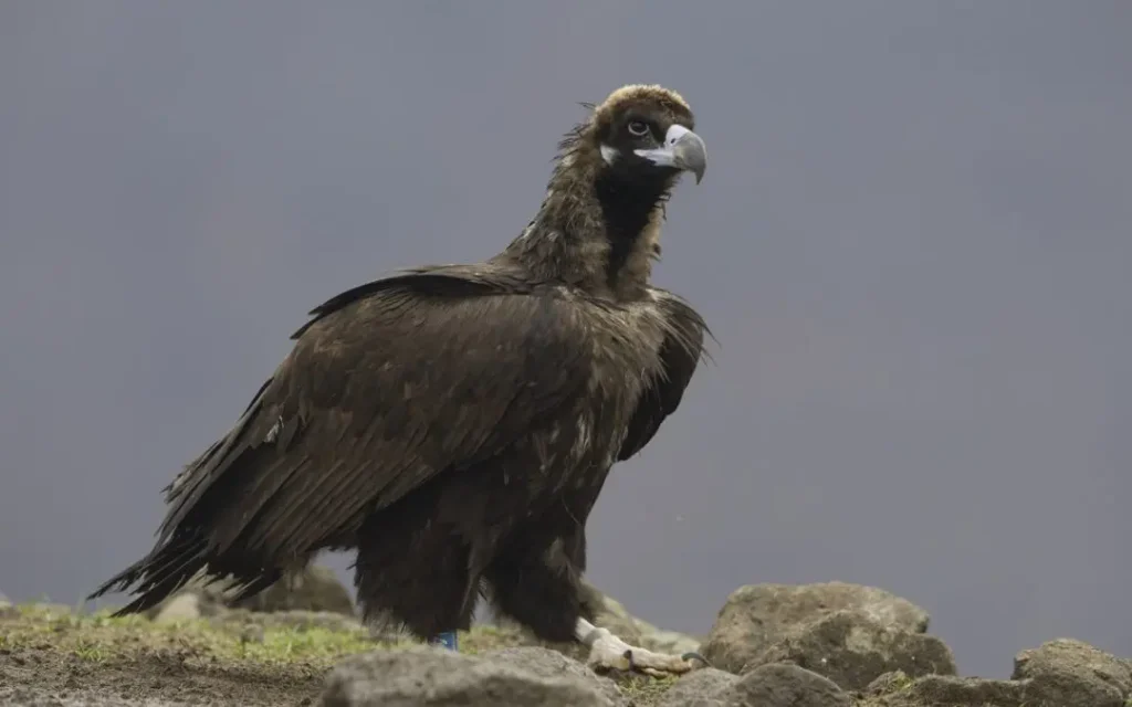 Vulturul negru revine în Munții Rodopi după 30 de ani: primele perechi au scos pui