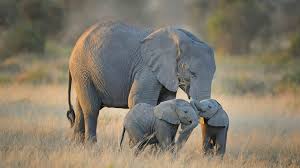 Protejarea animalelor înaintea fotografiilor. Noile reguli din safari