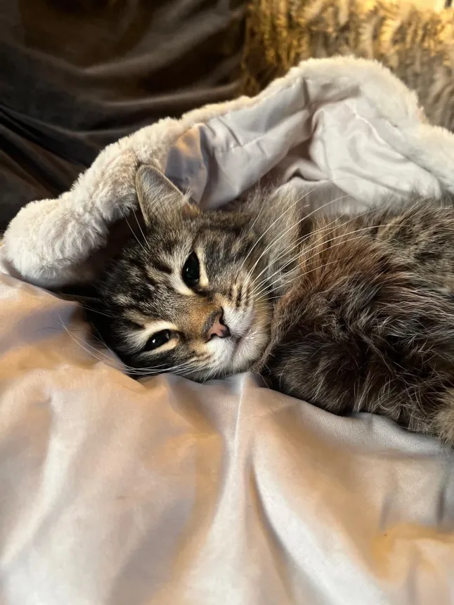 Livrator român la Amazon, arestat în Anglia după ce a furat o pisică. Nu știa că este filmat