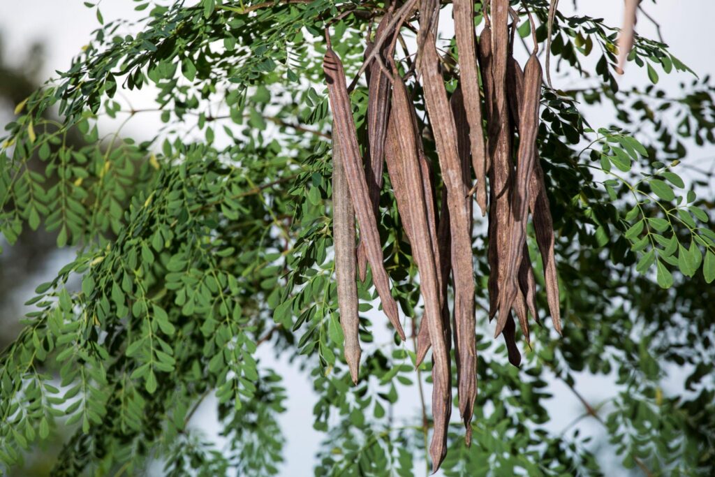 „Arborele miraculos” care elimină 98% din microplasticele din apă, mai eficient decât soluțiile chimice