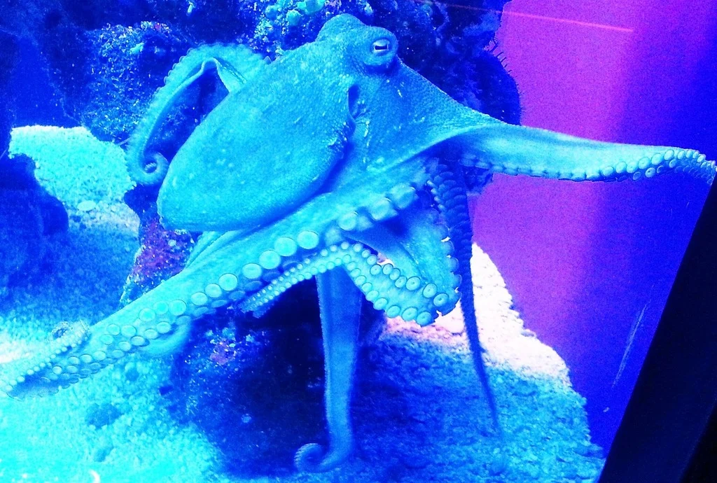 Natura nu încetează să ne surprindă în adâncurile oceanului. O nouă specie de caracatiță albastră a fost descoperită în Insulele Galapagos
