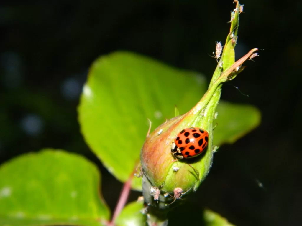 Cum se apără plantele de insecte. Rolul izoprenului în activarea hormonilor JA