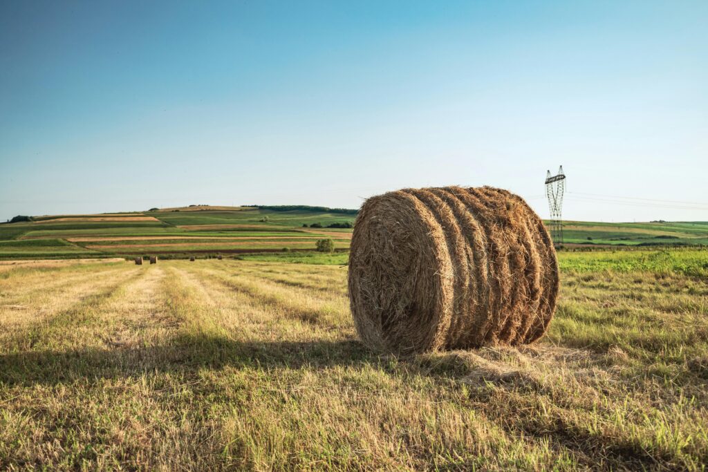 Cât costă un hectar de teren agricol în România. Prețurile pornesc de la 3.500 de euro