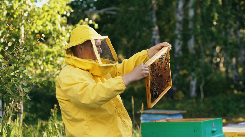 Apicultura românească între performanță și supraviețuire: cum a ajuns unul dintre cele mai puternice sectoare agricole să se lupte cu importurile ieftine, clima și lipsa de protecție