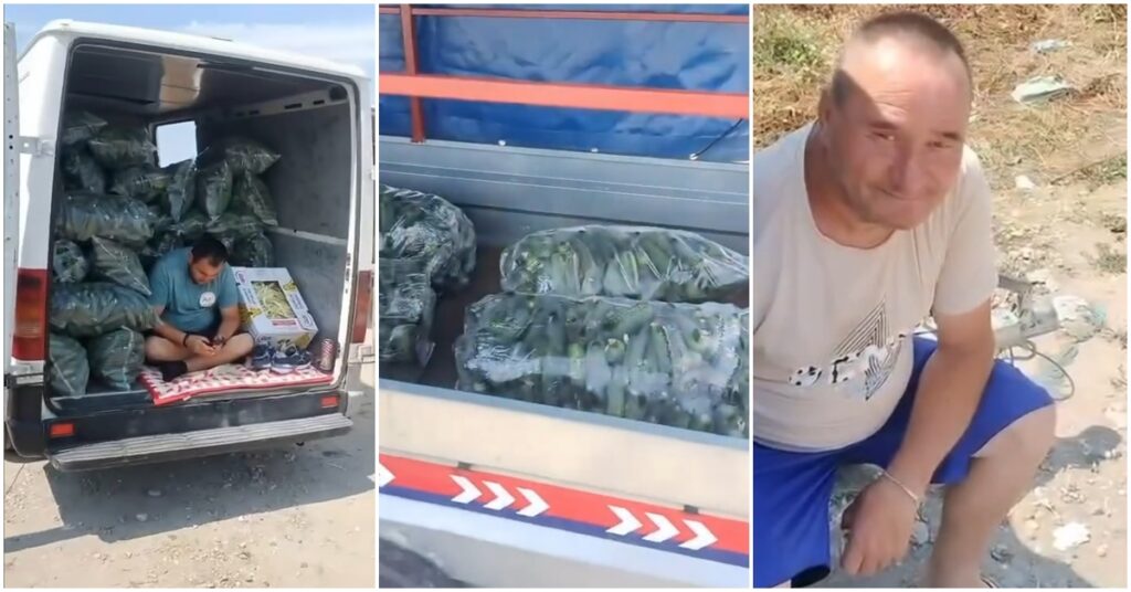 Criza castraveţilor. Fermierii au ajuns să vândă un sac de 25 de kilograme chiar şi cu 7 lei