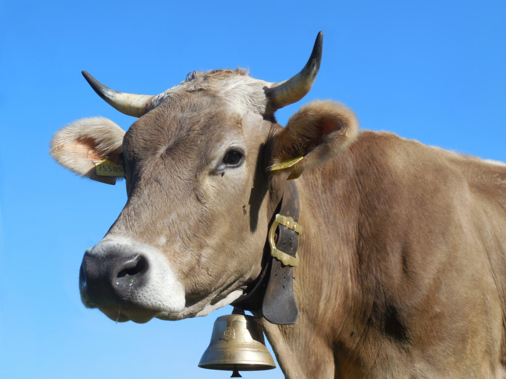 Sprijin pentru fermele de bovine: 68 de euro pentru fiecare animal și un buget de 54 de milioane de euro