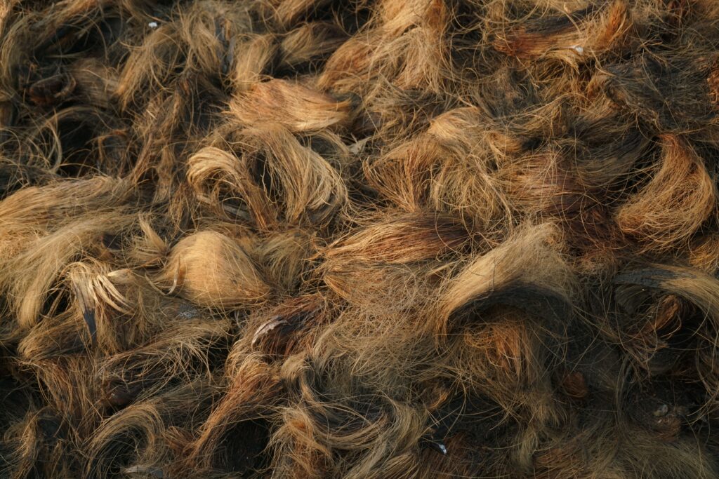 Fibrele naturale și plantele textile din nou în trend în Europa. Poate România recupera terenul pierdut?