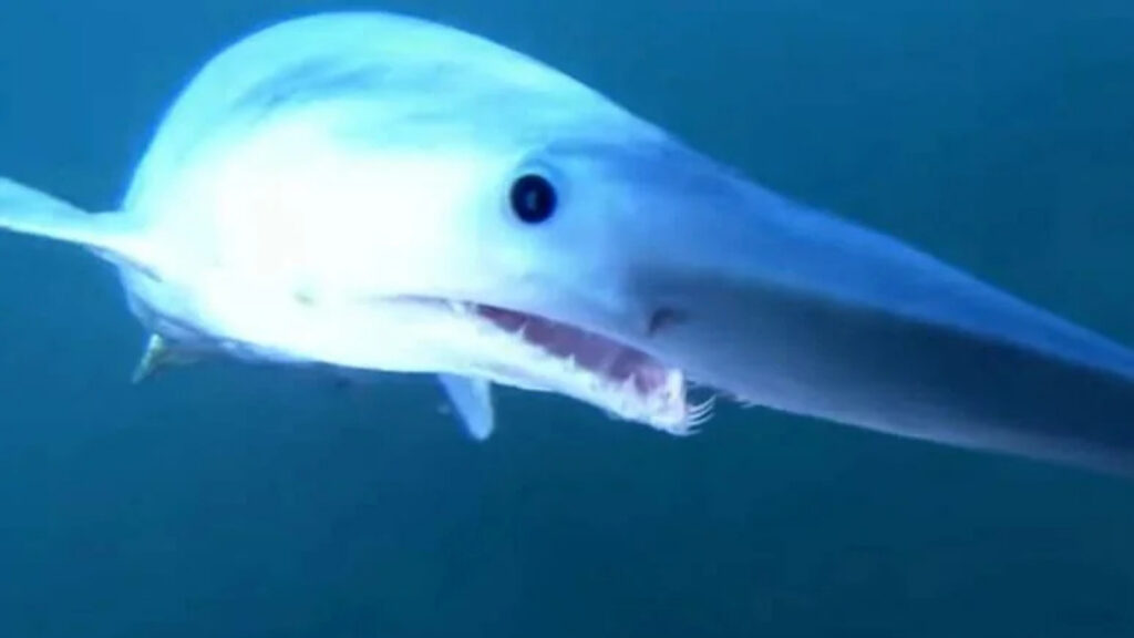 Ce este rechinul goblin? Creatura a fost filmată în premieră în Oceanul Pacific după ani întregi de cercetare