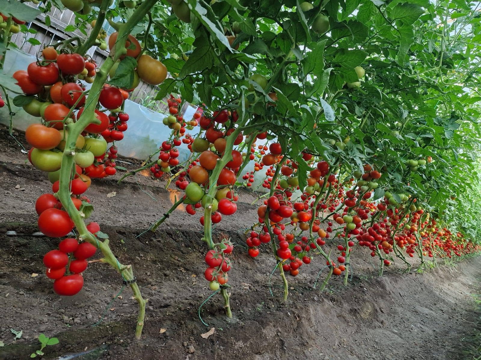 Tomatele sunt produse în cantități uriașe în județul Dolj