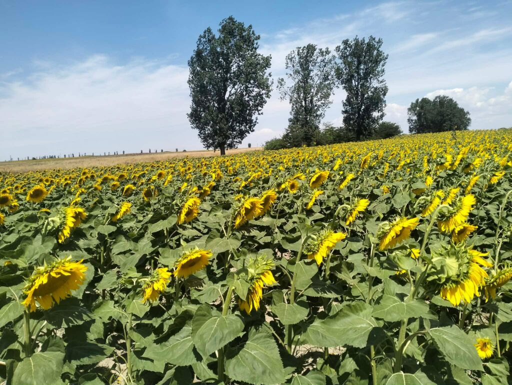 Pe câmpia roditoare. Un basm agricol care se scrie cu succes