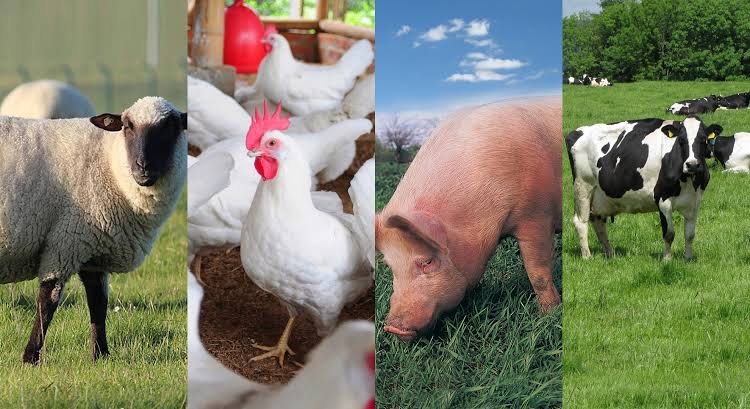 UE își schimbă radical viziunea asupra zootehniei. Creșterea animalelor devine un activ strategic, nu doar o problemă de mediu