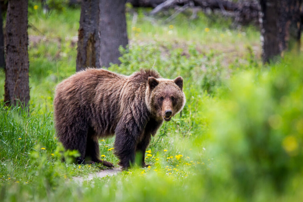 Un bărbat a fost atacat și mușcat de un urs în județul Argeș. ISU: „Evitați zona unde a fost semnalat animalul, rămâneți în locuințe”