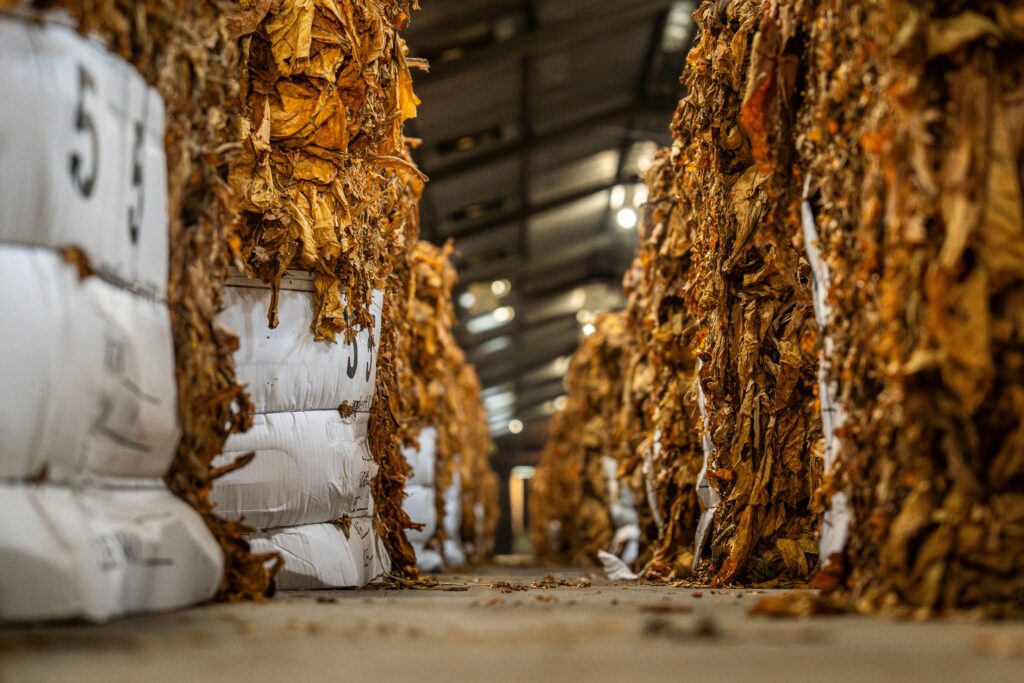 Războiul cu industria și cultura tutunului se intensifică în 2026. Cultivatorii pierd sprijinul european, accizele cresc, dar beneficiază încă de sprijin la nivel național