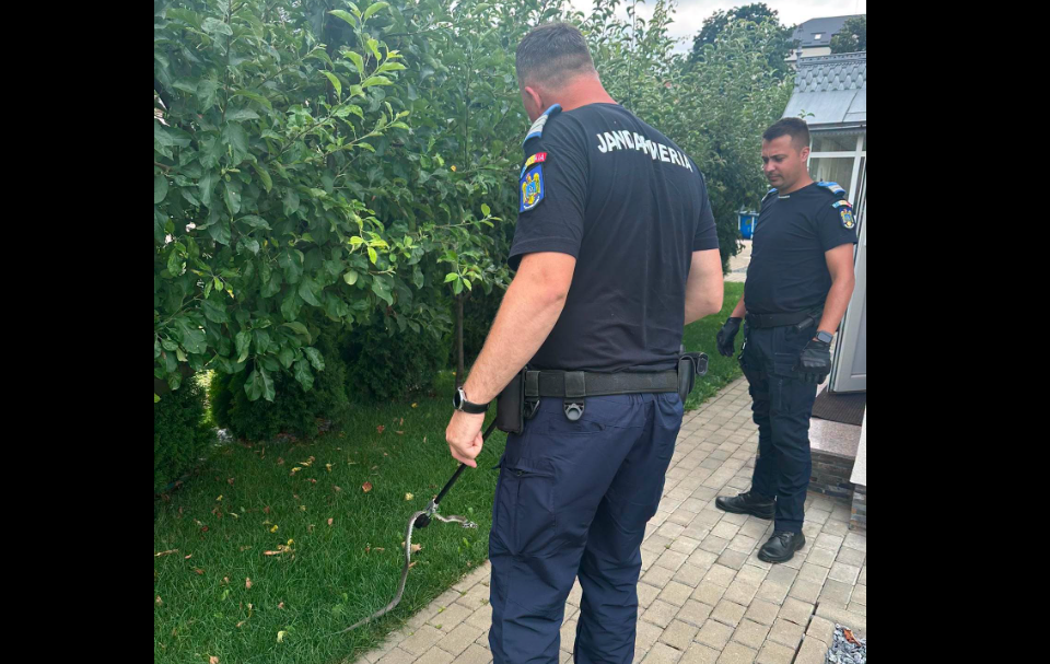 Panică în Botoșani! Jandarmii au fost solicitați pentru îndepărtarea unor șerpi din case