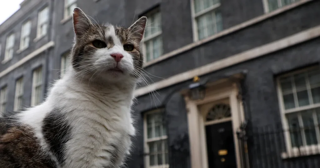 Ce se întâmplă cu Larry, celebrul motan de la Downing Street, după venirea lui Andy Burnham la conducerea Marii Britanii