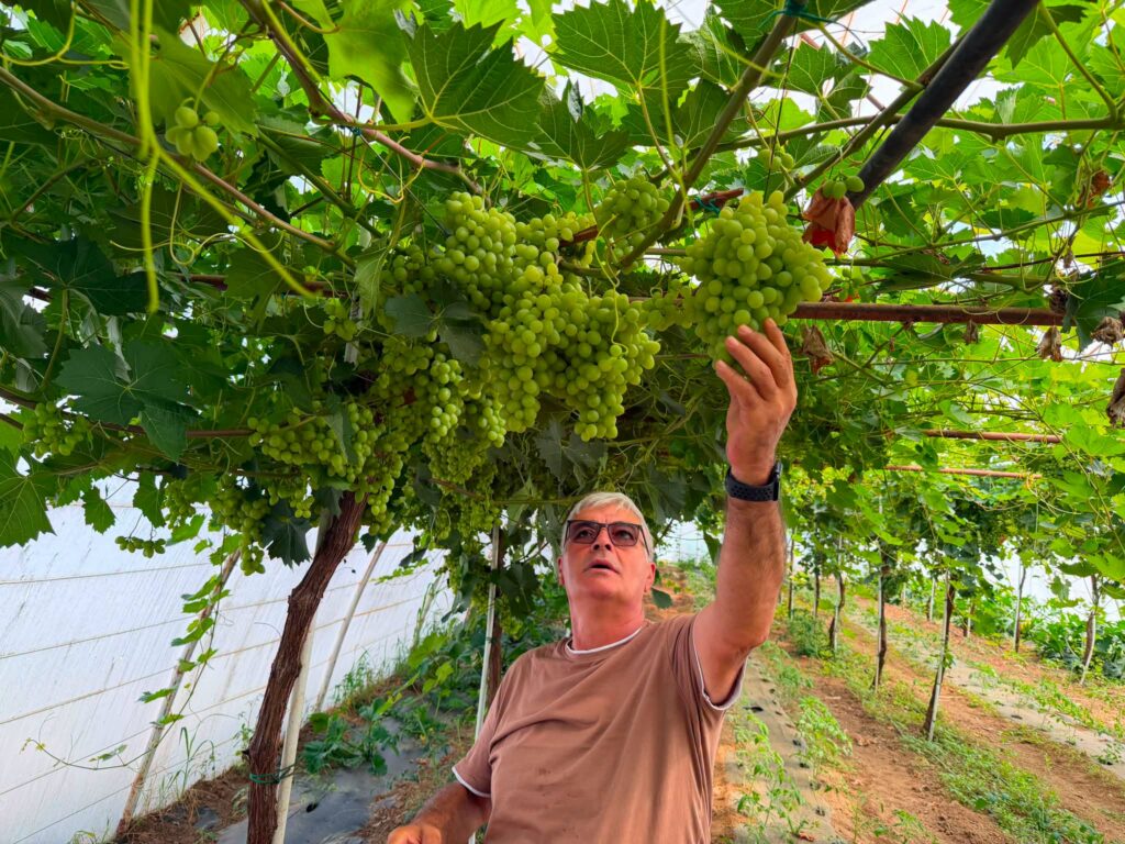 Un fermier din Olt cultivă viță-de-vie în solare și obține struguri de masă timpurii: „Am fost căutat de câteva lanţuri de retail din România”
