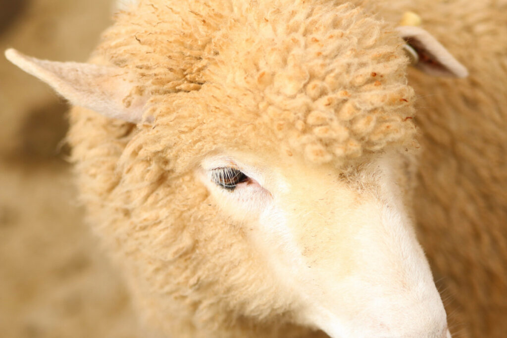 ANSVSA: România și Turcia discută un acord de tranzit al carcaselor de ovine și bovine către Orientul Mijlociu