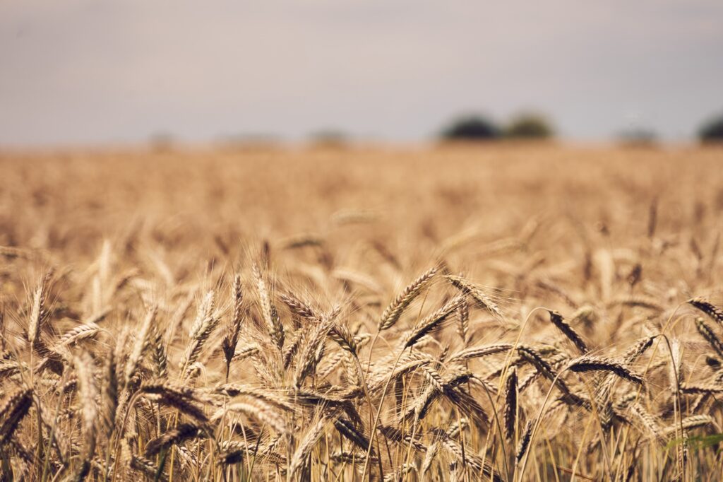 Fermierii români cer controale stricte pentru cerealele ucrainene