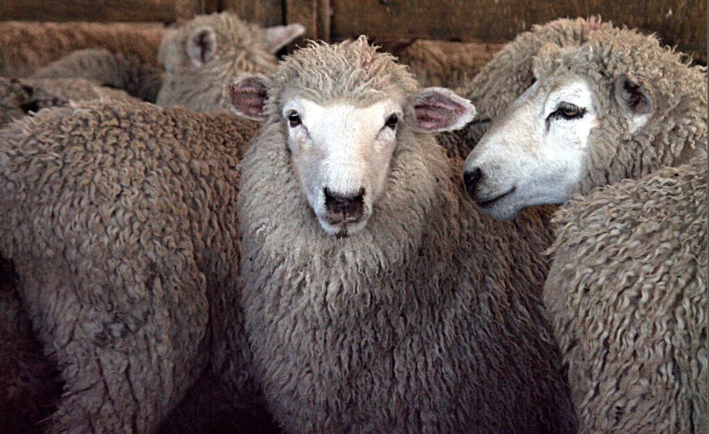Exporturile de ovine și caprine, aproape de deblocare. ANSVSA pregătește planul pentru Bruxelles