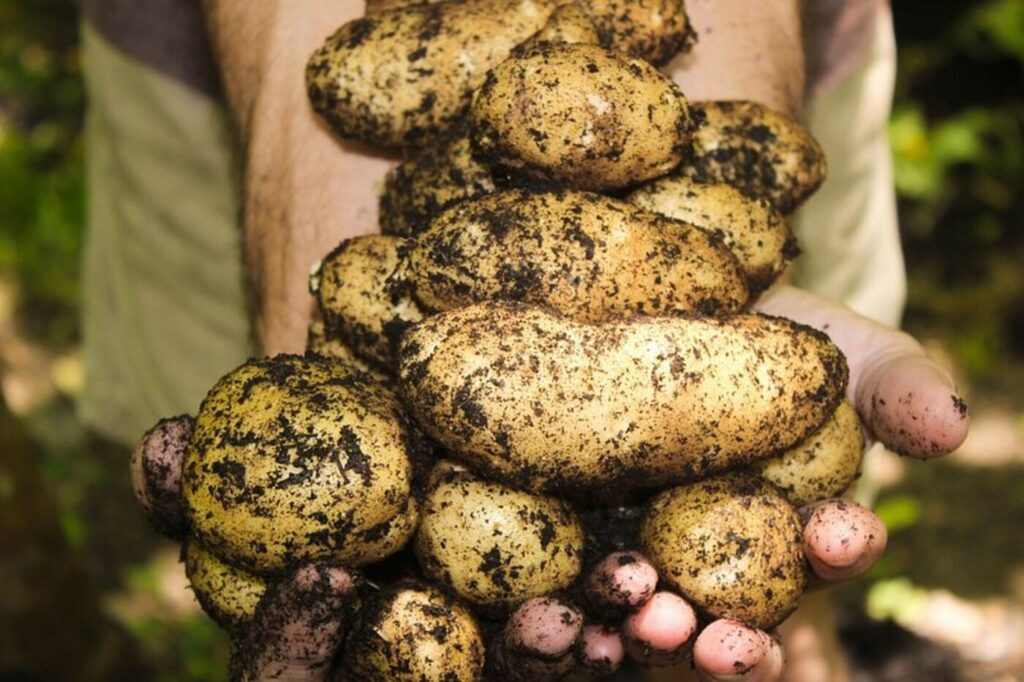 Ajutor de 300 de euro pentru fermierii care cultivă cartofi în 2026. Care sunt condițiile și termenele pentru obținerea banilor