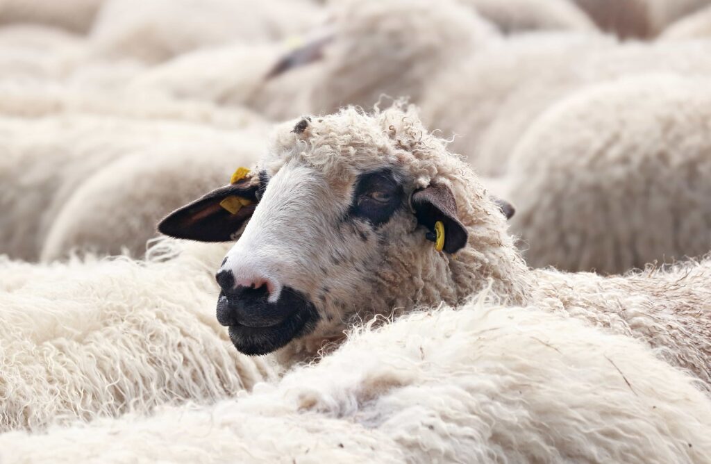Efectivele de animale au scăzut cu 40% în România. Fermierii sunt într-o situație disperată și cer deblocarea urgență a exporturilor de ovine