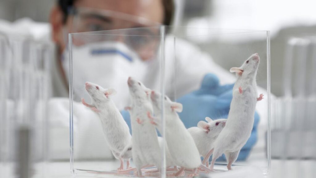 Descoperire uluitoare la Stanford. Un român a făcut țesut cerebral uman să crească în șoareci