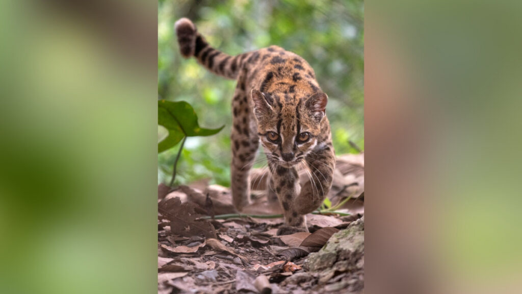 O nouă specie de pisică sălbatică, descoperită în Bolivia după mai bine de 100 de ani. Povestea felinei Tilcayo
