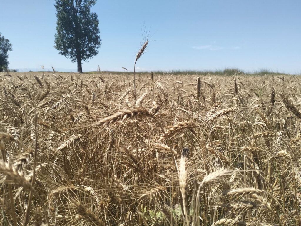 Prețurile cerealelor și zahărului cresc puternic. FAO vede noi riscuri pentru piețele alimentare