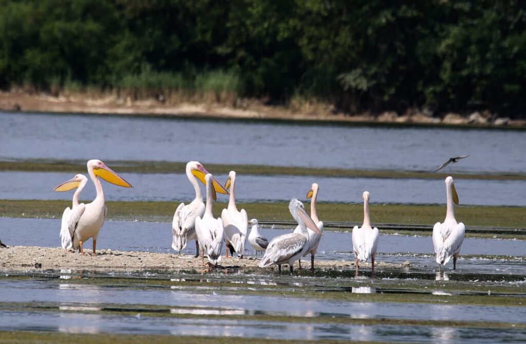 Miracolul din inima Olteniei. Cum a recucerit natura o fostă zonă industrială de lângă Slatina și a dat naștere Deltei Ipotești (FOTO)